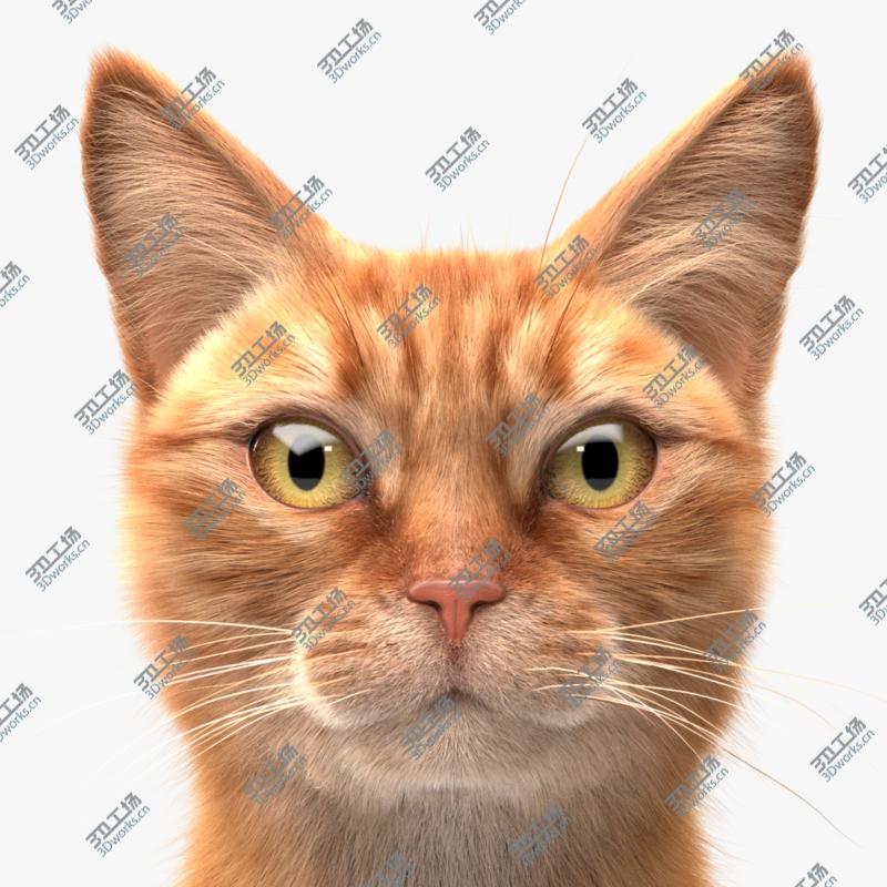 images/goods_img/202104092/3D Cat Ginger v1 model/1.jpg